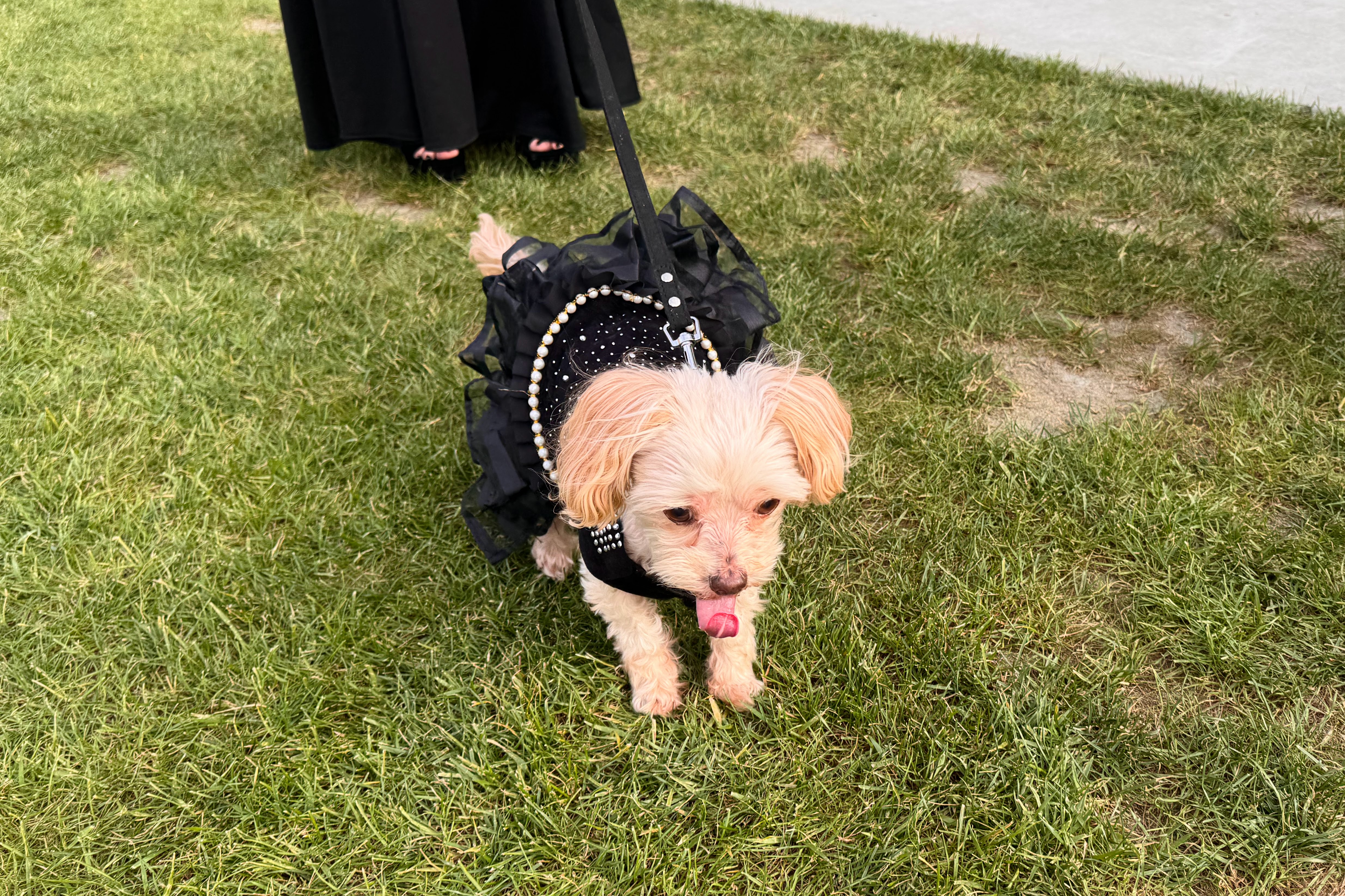 Lucy, attending with Lenoir Kieve, wore a black dress to...