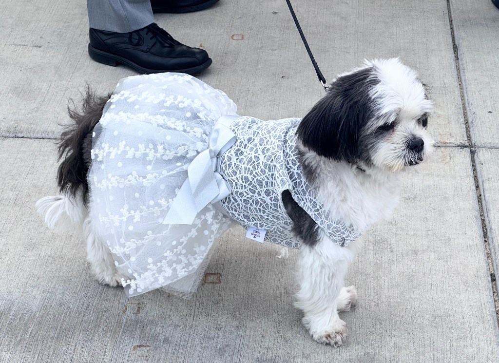 Canine couture on display at Humane Society Silicon Valley’s Fur Ball – The Mercury News