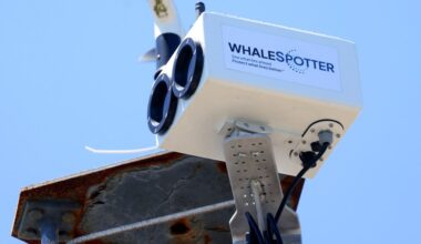 AI-powered cameras in San Francisco Bay aim to protect gray whales from ship strikes