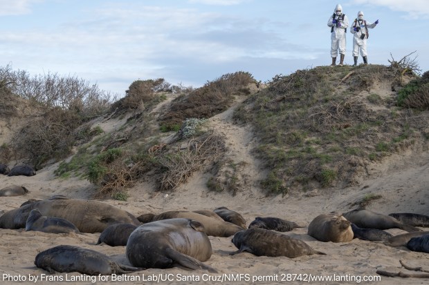Two researchers observe elephant seals in late February at Año Nuevo State Park in San Mateo County, Calif. (Photo by Frans Lanting for the Beltran Lab / UC Santa Cruz under NMFS Permit 28742)