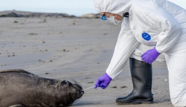 Finding Sanctuary | ‘Herculean’ effort combats avian influenza outbreak in California’s marine mammals, birds  – Santa Cruz Sentinel