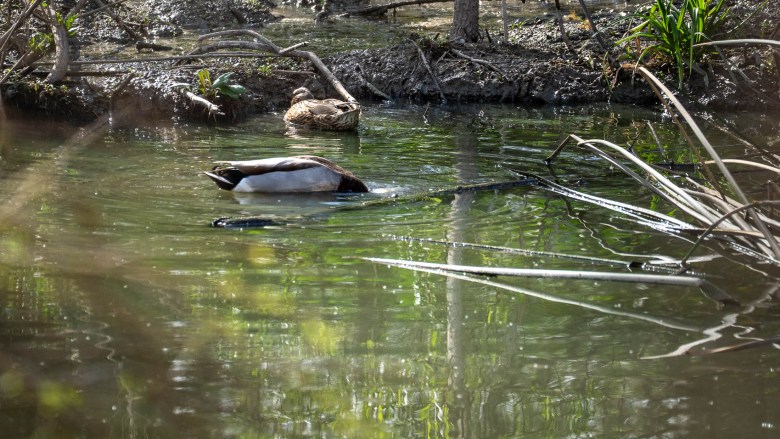 Ducks are swimming in strange green water.