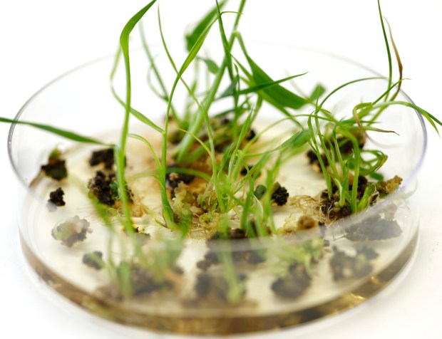 Rice shoots that were edited in the growth process are seen at a lab at Cibus on April 28, 2026 in San Diego, CA. (K.C. Alfred / The San Diego Union-Tribune)
