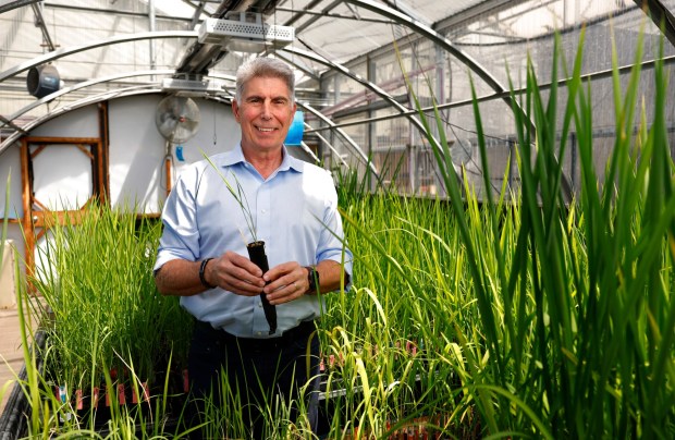 Cibus CEO Peter Beetham stands in a greenhouse fill with rice plants on April 28, 2026 in San Diego, CA. (K.C. Alfred / The San Diego Union-Tribune)