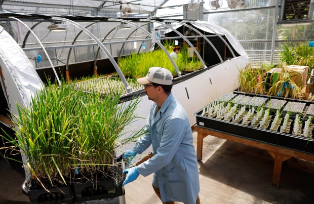 Daniel Belcher, a senior research associate at Cibus, works a greenhouse with rice plants on April 28, 2026 in San Diego, CA. (K.C. Alfred / The San Diego Union-Tribune)