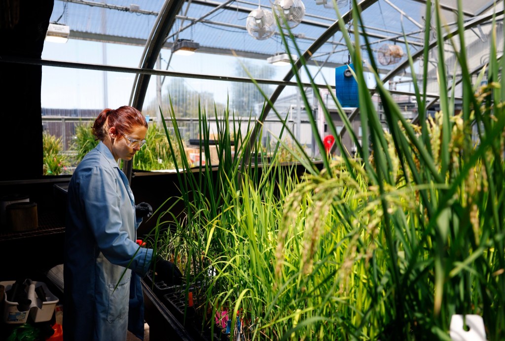 San Diego startup is hacking plant DNA to end farming’s chemical dependence – San Diego Union-Tribune