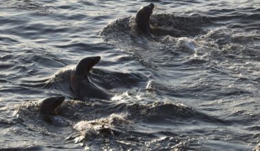 Letters: Paper protections alone won’t save our marine wildlife – San Diego Union-Tribune