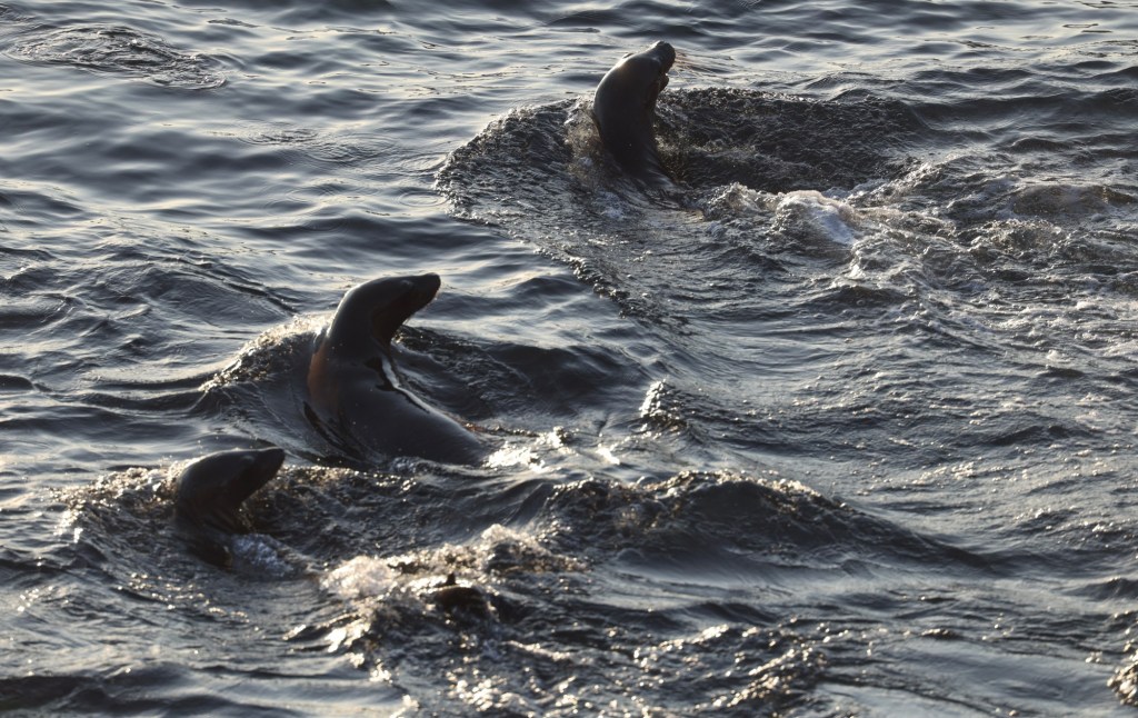 Letters: Paper protections alone won’t save our marine wildlife – San Diego Union-Tribune