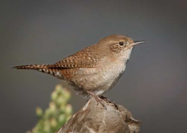 An adult house wren. (Ernie Cowan / For The San Diego Union-Tribune)