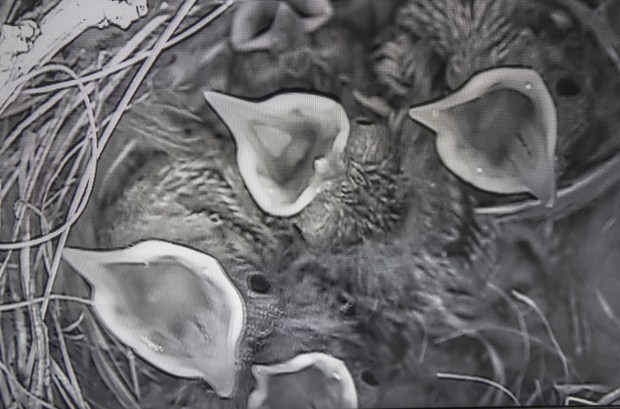 Hungry wren chicks inside the nest last year. (Ernie Cowan / For The San Diego Union-Tribune)