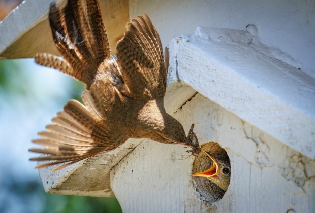 Wren chicks being fed last year. (Ernie Cowan / For The San Diego Union-Tribune)