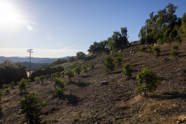 Newly planted avocados at Eddie Grangetto's farm in December in Escondido. (Ana Ramirez / The San Diego Union-Tribune)