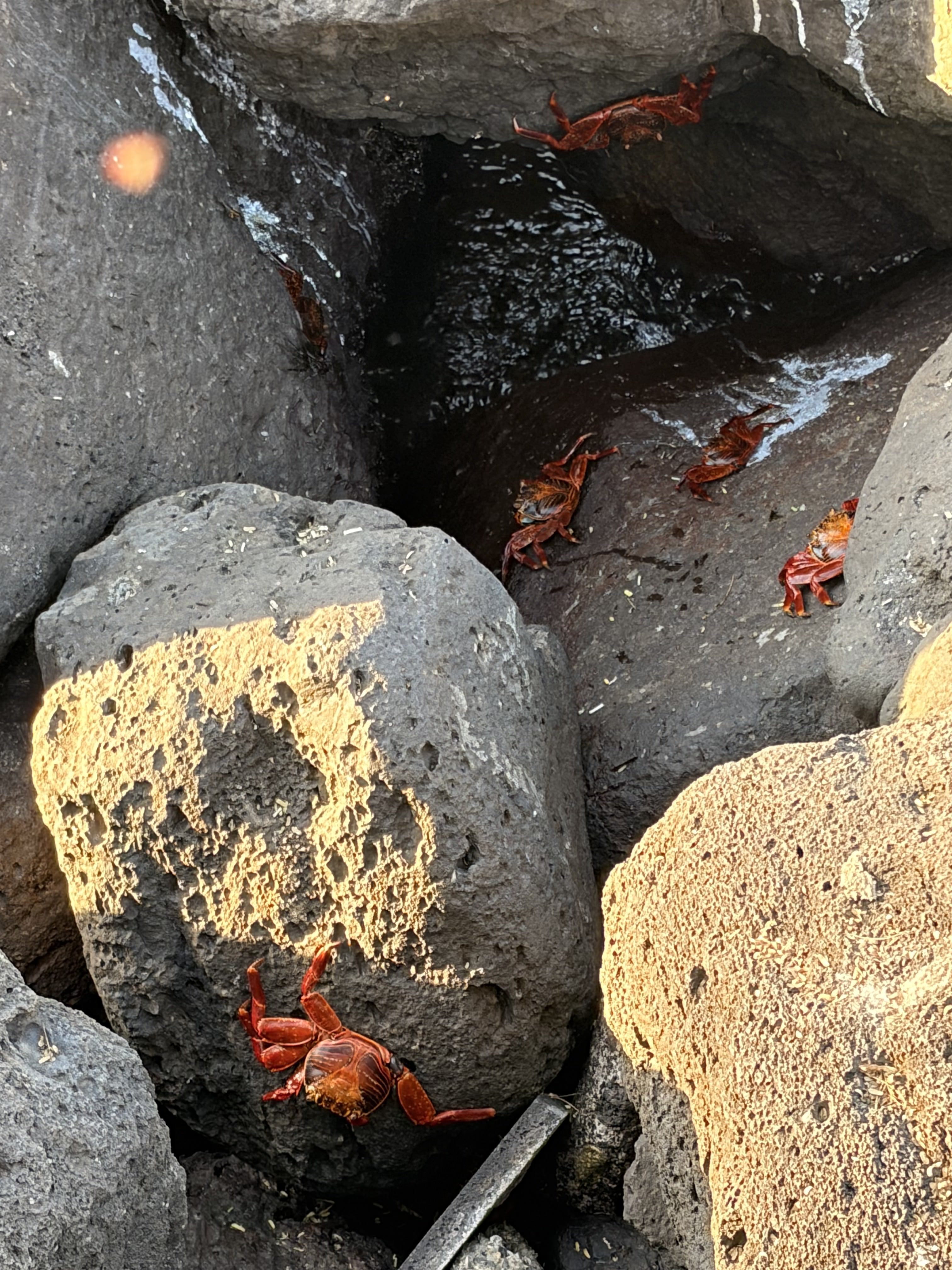 Sally Lightfoot crabs are found all over the Galapagos. They...