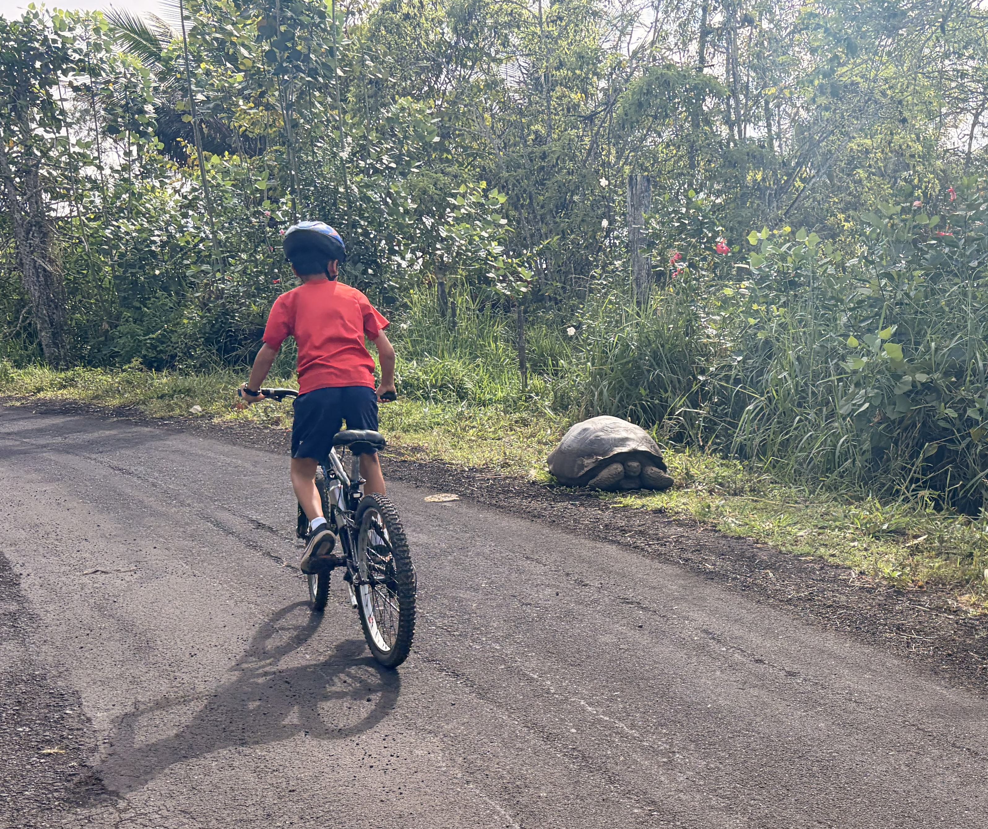 On our bike rides around the islands, we passed many...
