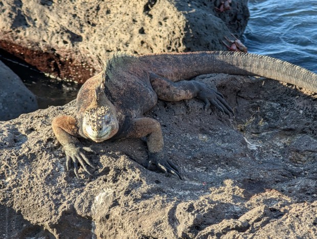 The marine iguana is the only lizard in the world that can forage in the sea, where it feeds mostly on algae. (Andrew Su)
