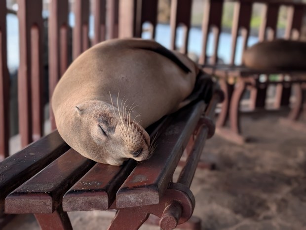The sea lion population on San Cristobal Island is one of the largest in the archipelago. Sea lions are considered an apex predator and help control the number of fish, squid and crustaceans. (Andrew Su)