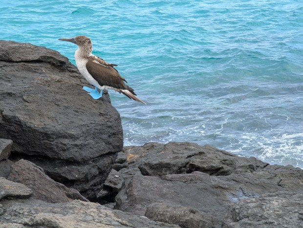 The blue-footed booby is best known for its bright blue webbed feet. Males use their vibrantly colored feet in an elaborate courtship dance to attract females. (Andrew Su)