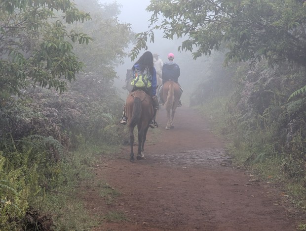 The path up Sierra Negra Volcano starts with lush trees and ferns. At the summit, the landscape shifts to cacti and volcanic rock. (Andrew Su)