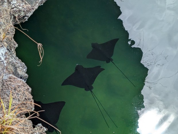 Rays gliding under the volanic tunnels on Isabela Island. (Andrew Su)