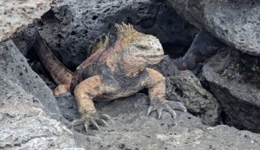 The Galapagos Islands: Learning to care for it, just like the locals  – San Diego Union-Tribune