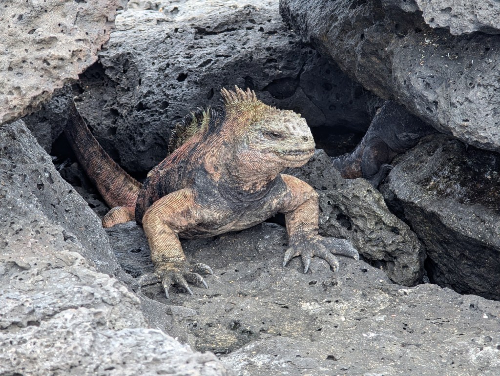 The Galapagos Islands: Learning to care for it, just like the locals  – San Diego Union-Tribune