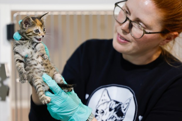 Jackie Noble, executive director of Orphan Kitten Club, takes a closer look at a kitten as part of Kitten Nursery Training Week at the San Diego Humane Society on Thursday, May 7, 2026. (Meg McLaughlin / The San Diego Union-Tribune)