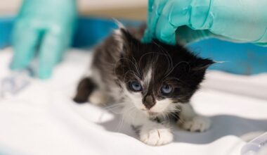 In animal shelters, newborn kittens are uniquely vulnerable. This workshop aims to change that. – San Diego Union-Tribune