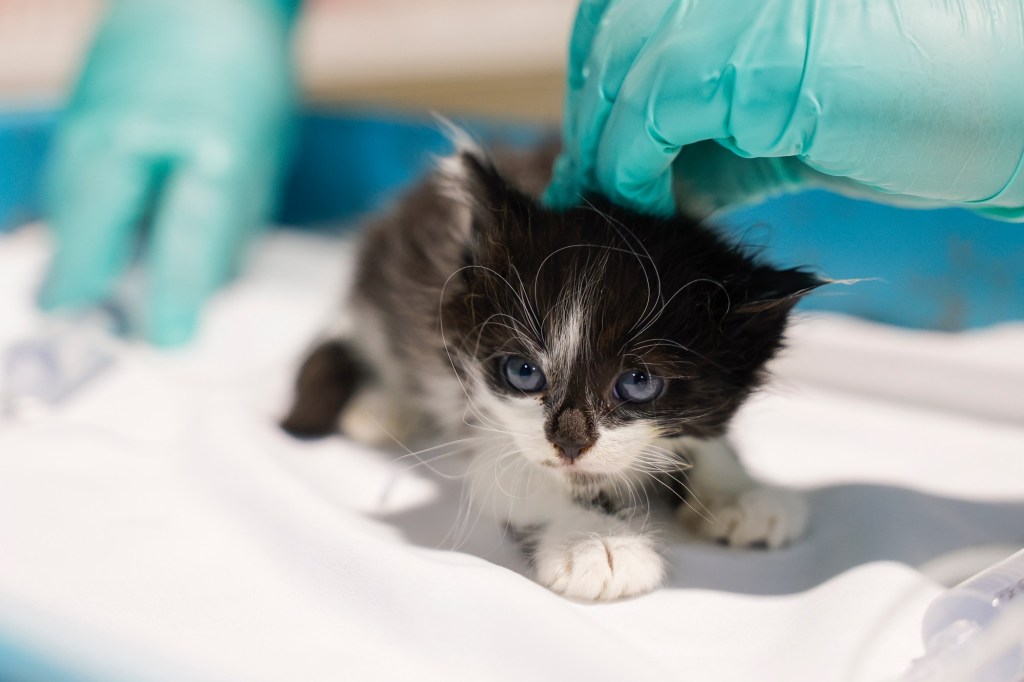 In animal shelters, newborn kittens are uniquely vulnerable. This workshop aims to change that. – San Diego Union-Tribune