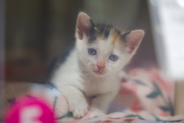 A kitten looks through its crate as part of Kitten Nursery Training Week at the San Diego Humane Society on Thursday, May 7, 2026. (Meg McLaughlin / The San Diego Union-Tribune)