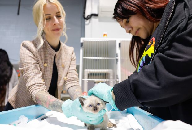 Hannah Shaw, left, helps a volunteer with giving a kitten fluids as part of Kitten Nursery Training Week at the San Diego Humane Society on Thursday, May 7, 2026. (Meg McLaughlin / The San Diego Union-Tribune)