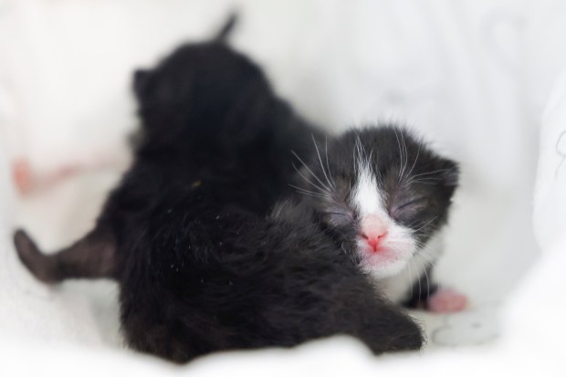 Newborn kittens seen during Kitten Nursery Training Week at the San Diego Humane Society on Thursday, May 7, 2026. (Meg McLaughlin / The San Diego Union-Tribune)