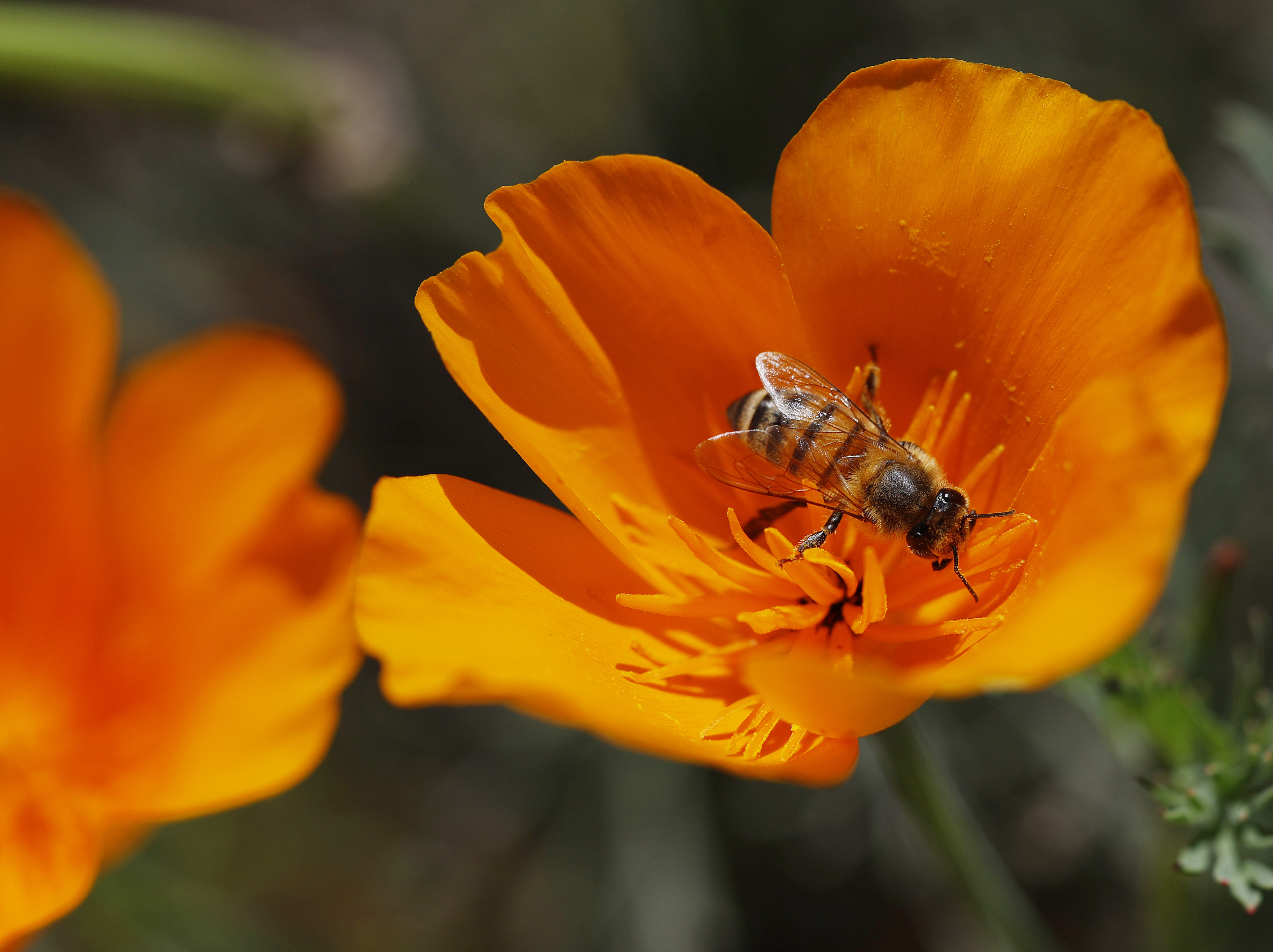 A bee forages in a California poppy. (K.C. Alfred /...
