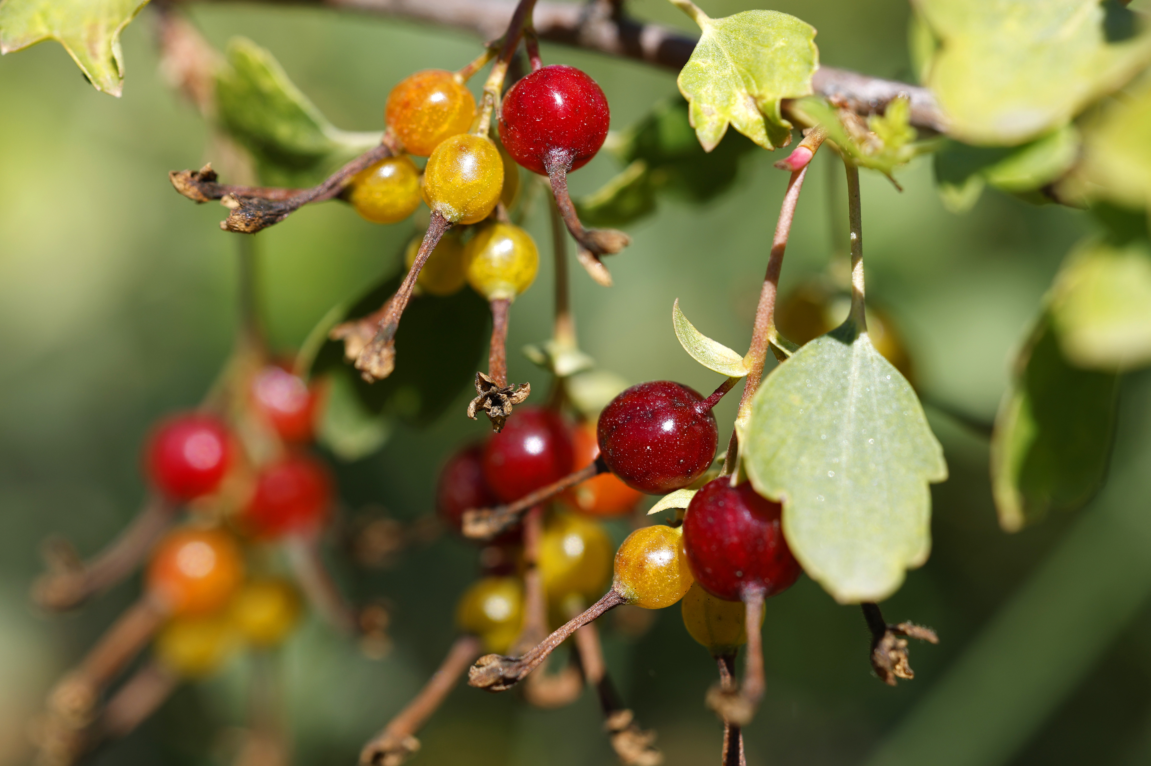Golden currants, among plants grown by local native peoples, are...