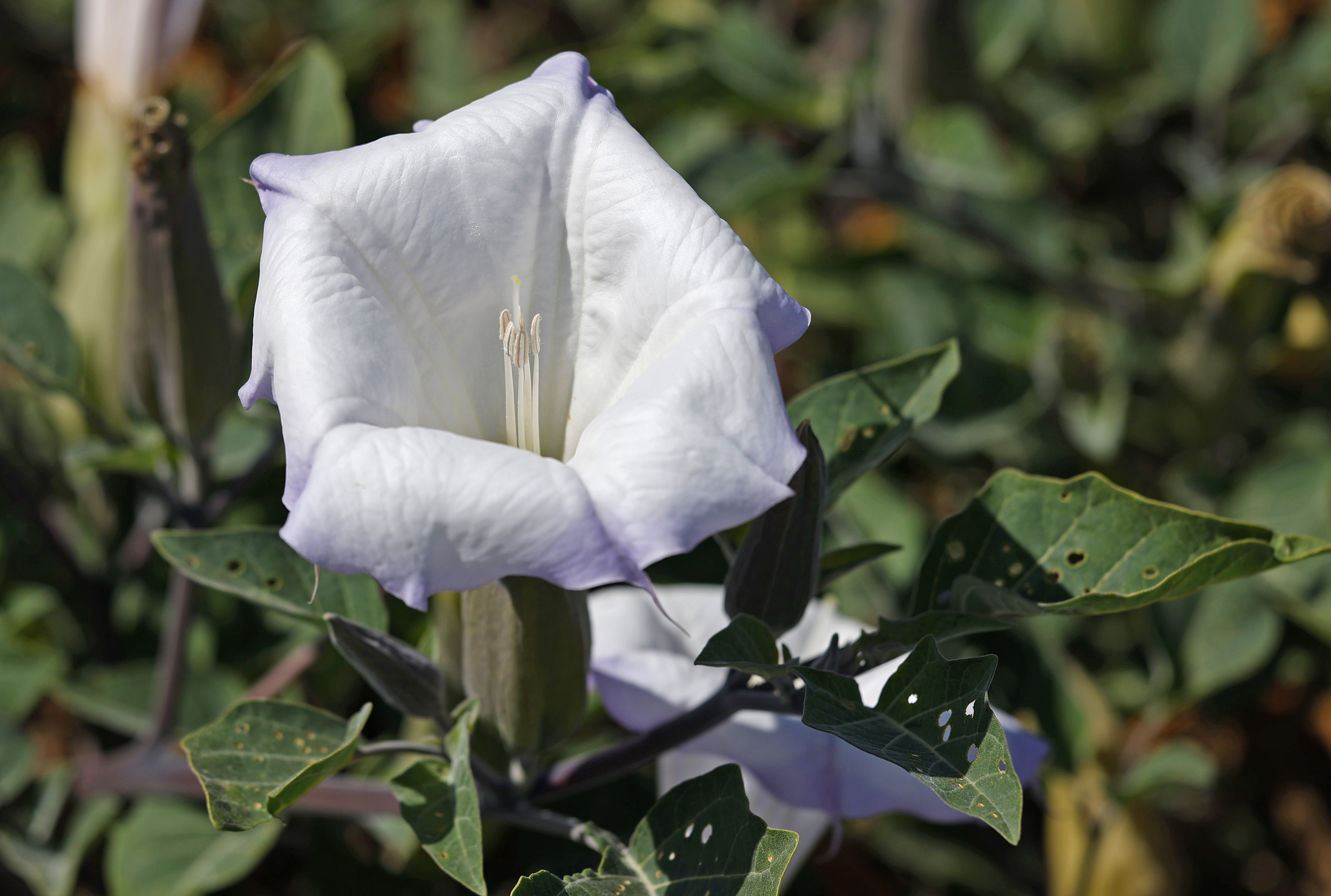 A sacred datura flower. (K.C. Alfred / The San Diego...
