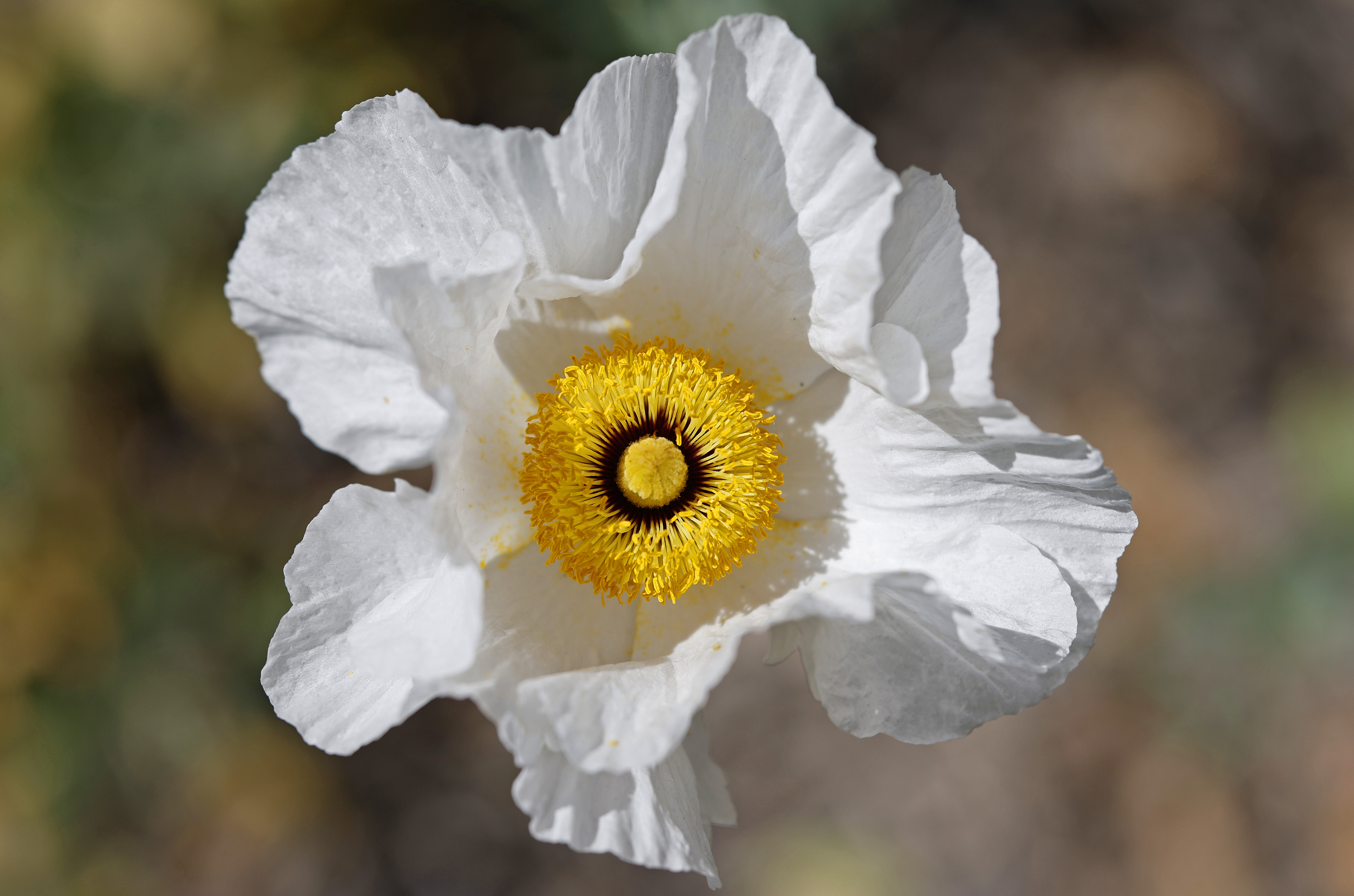 A Matilija poppy, aka âfried egg poppy.â (K.C. Alfred /...