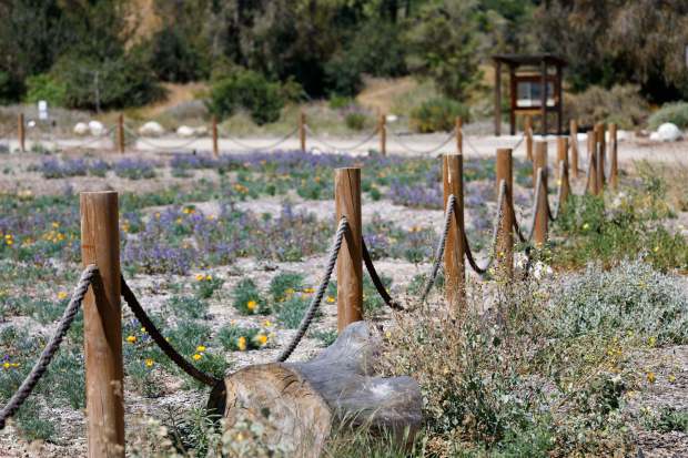 Wildflowers grow in a central meadow at the Paradise Hills Native Garden. (K.C. Alfred / The San Diego Union-Tribune)