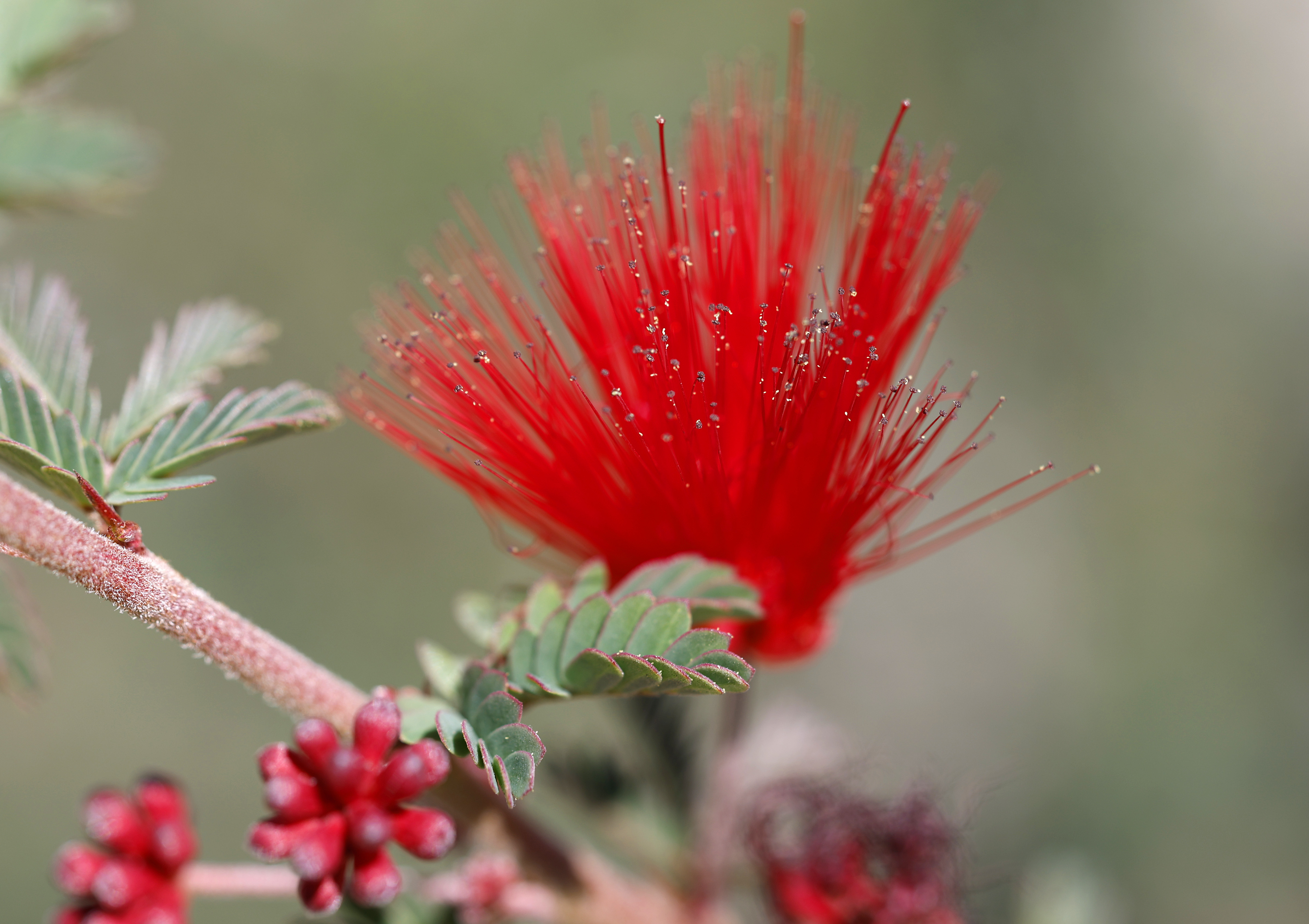 A Baja fairy duster plant. (K.C. Alfred / The San...