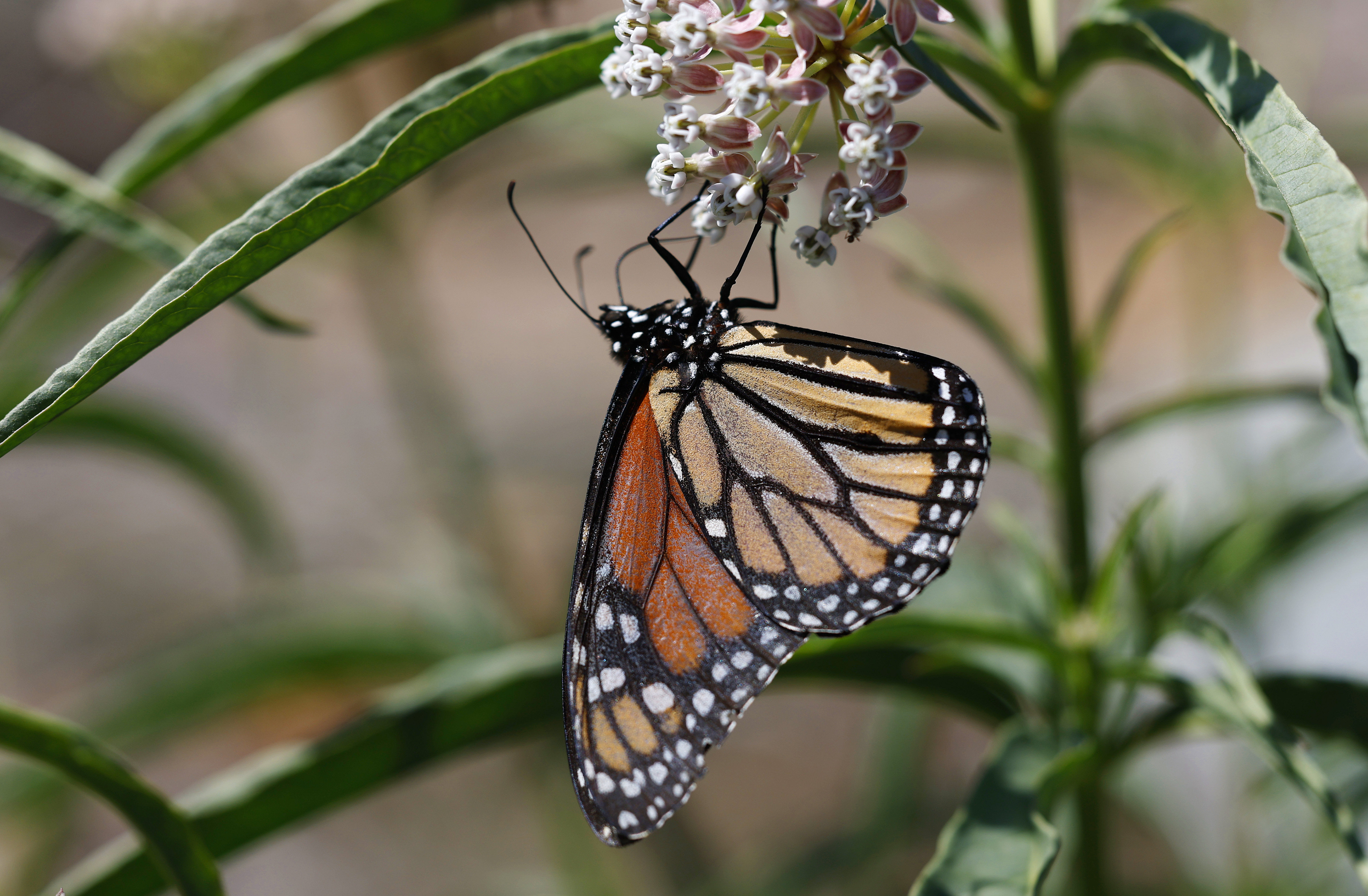 A monarch butterfly lands on milkweed. (K.C. Alfred / The...