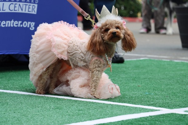 Helen Woodward Animal Center's annual Puppy Prom invites locals to bring their dogs to compete for awards for the best outfits as well as a prom king and queen. (Helen Woodward Animal Center)