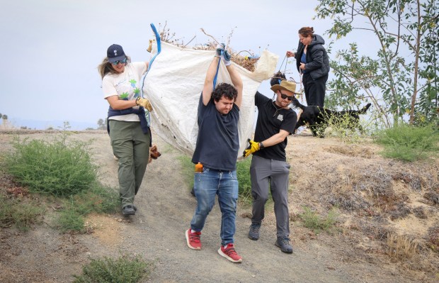 Volunteers Romeo Garanfa,M, Jade Engle and Zack Zeilman carry an invasive weed bundlempicked from the banks of the San Diego River in Ocean Beach on Sunday, May 17, 2026 in San Diego. This is one of the final events of San Diego Rivers Day 2026, an annual event that gives volunteers the chance to help clean and conserve the San Diego River.(Photo by Sandy Huffaker for The San Diego Union-Tribune)