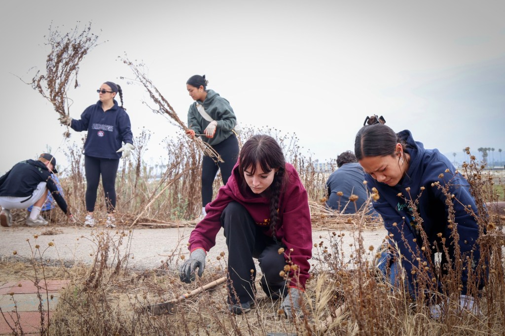 Volunteers pick weeds in OB as part of San Diego River Days