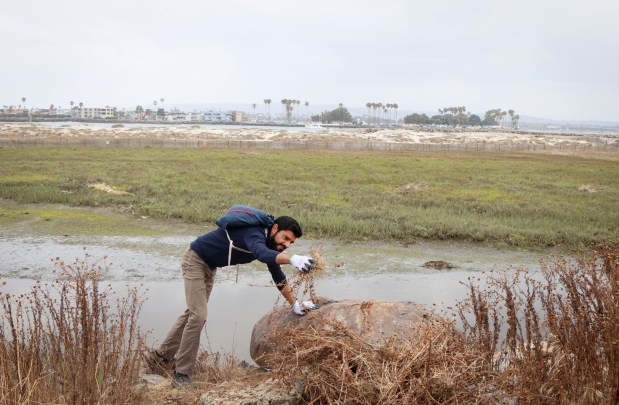 Volunteers Cyrus Rustonji picks invasive weeds from the banks of the San Diego River in Ocean Beach on Sunday, May 17, 2026 in San Diego. This is one of the final events of San Diego Rivers Day 2026, an annual event that gives volunteers the chance to help clean and conserve the San Diego River.(Photo by Sandy Huffaker for The San Diego Union-Tribune)