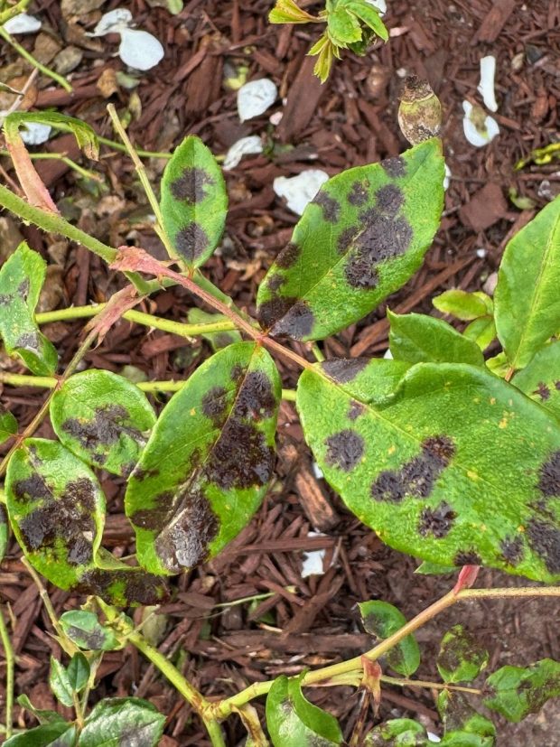 Black spot has feathery or diffuse margins on the upper surfaces of leaves. It is most active in warm, wet weather when humidity is high, and foliage remains wet for extended periods. (Rita Perwich)
