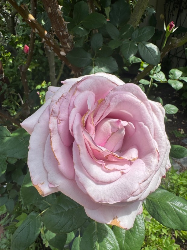 Botrytis affects rose blooms with gray, brown or tan moldy edges on petals. 'Neptune' is susceptible to this water-initiated disease with the heavy dew, fog and rain in the early spring months. (Rita Perwich)