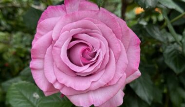 Managing fungal diseases in roses – San Diego Union-Tribune