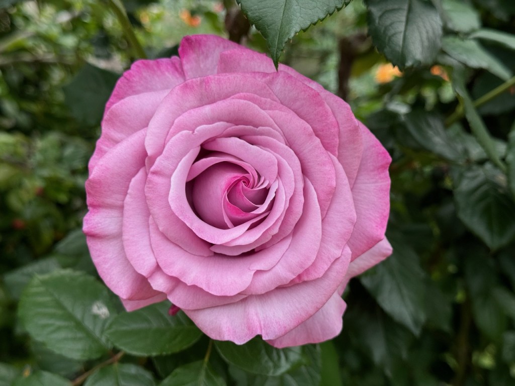 Managing fungal diseases in roses – San Diego Union-Tribune