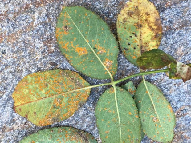 Your rose has rust when you observe orange pustules on the undersides of leaves which are often accompanied by faint yellow or orange spots on the upper surfaces. As the season progresses, spores may darken to brown or black. (Rita Perwich)