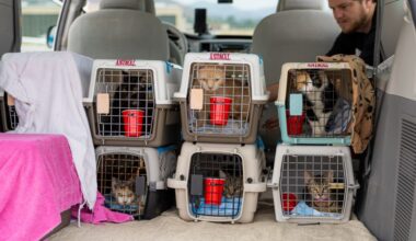 65 cats seized from Julian animal sanctuary in mass rescue flown to Texas – San Diego Union-Tribune