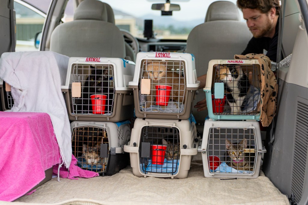 65 cats seized from Julian animal sanctuary in mass rescue flown to Texas – San Diego Union-Tribune