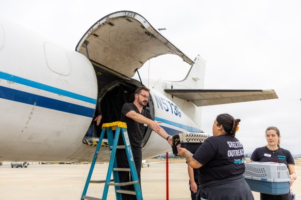 Humane Society veterinarian Dr. Jonathan Chapman helps load a cat in a crate into an airplane headed to Texas on Wednesday. There were 65 cats transported to the Humane Society of North Texas.